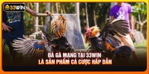 Đá gà mạng tại 33WIN là sản phẩm cá cược hấp dẫn